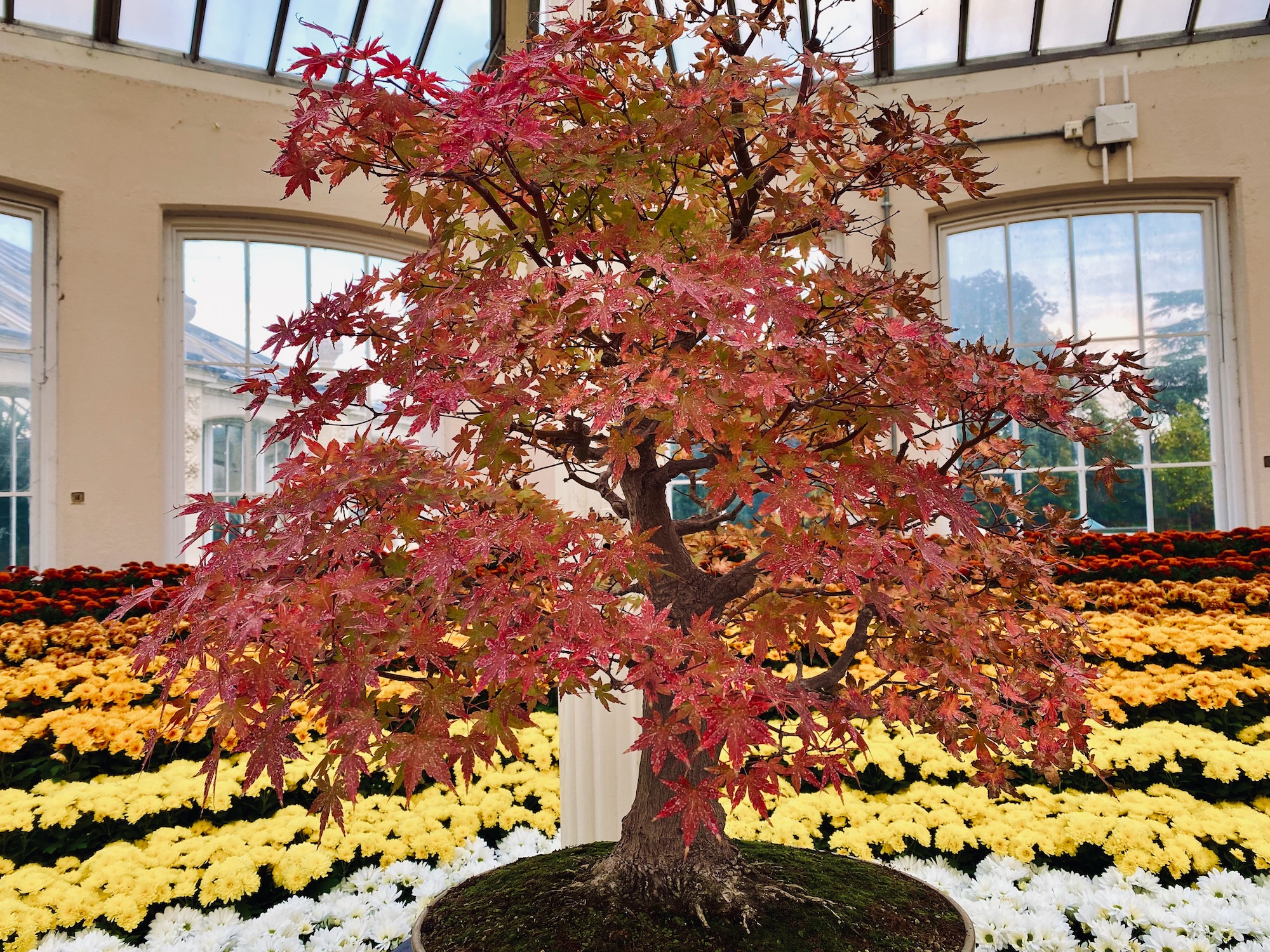 days-out-autumn-foliage-at-kew-gardens-thyme-for-motherhood